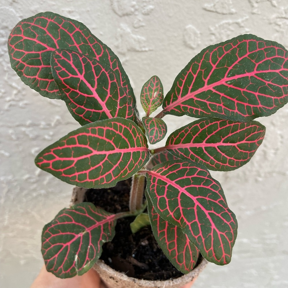 Fittonia  stunning Nerve